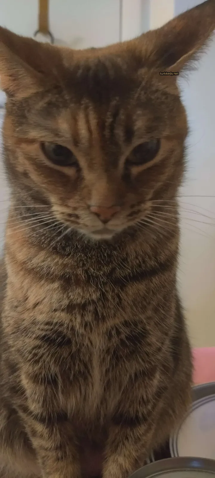 Koyu ve beyaz bir kedi, desenli bir pattern ile masa üzerinde oturuyor.