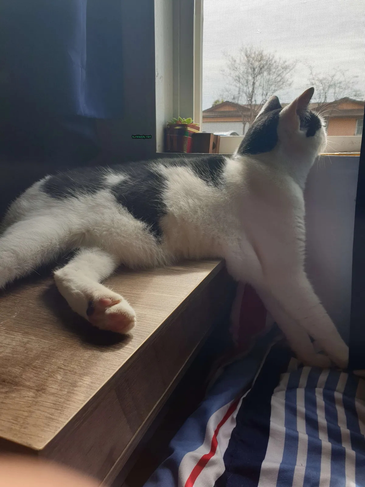 Siyah ve beyaz bir kedi pencerede yatıyor.