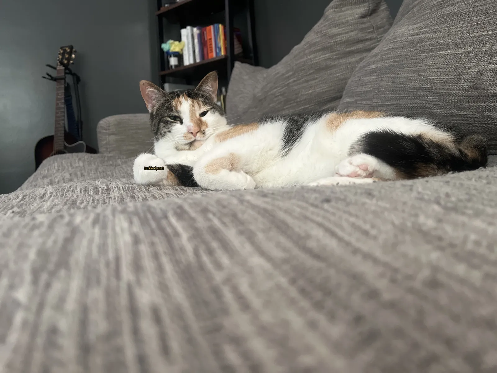 Beyaz ve kahverengi desenli bir kedi bir sofa üzerinde yatıyor.