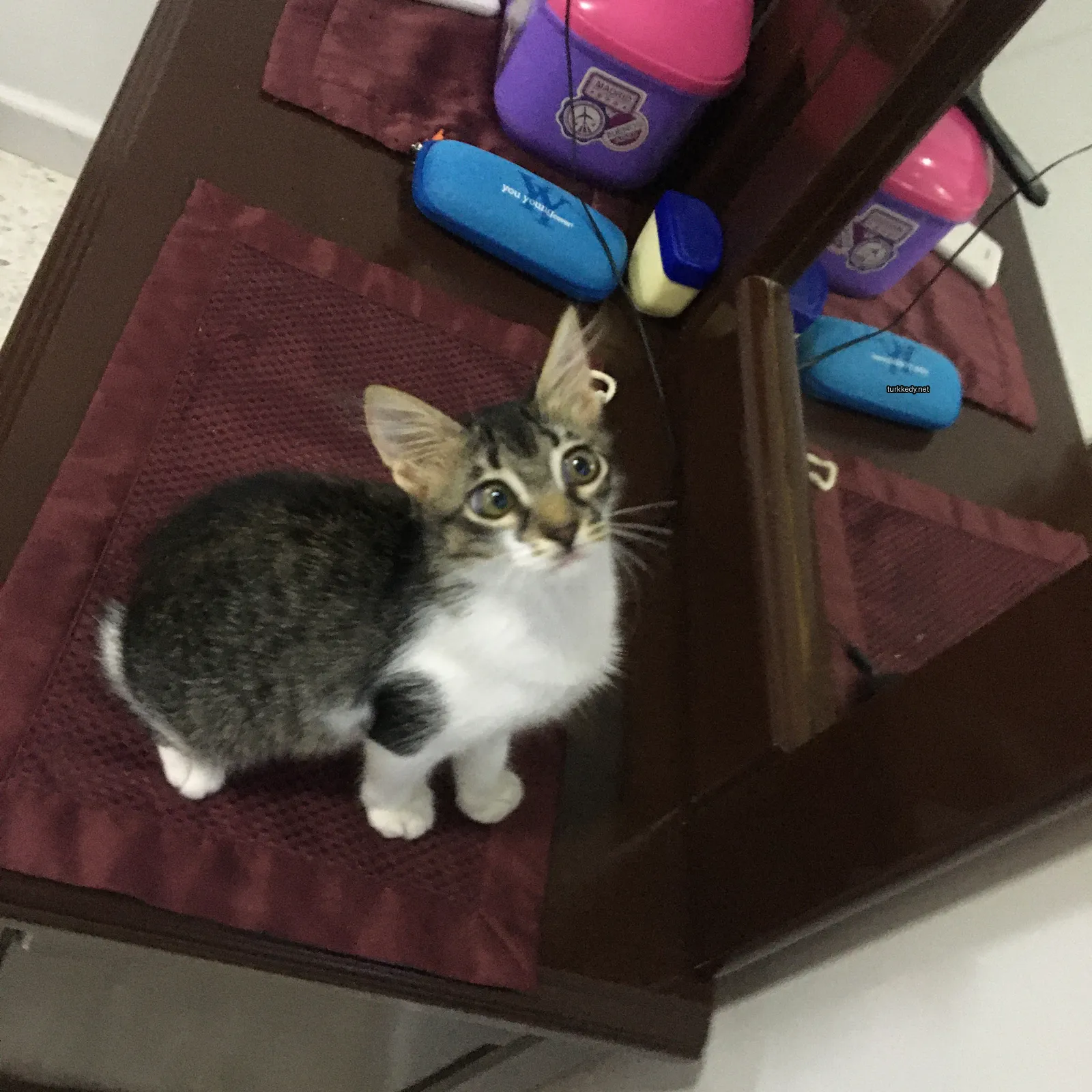 Beyaz ve gri bir kedi kırmızı bir havlu üzerinde oturuyor.