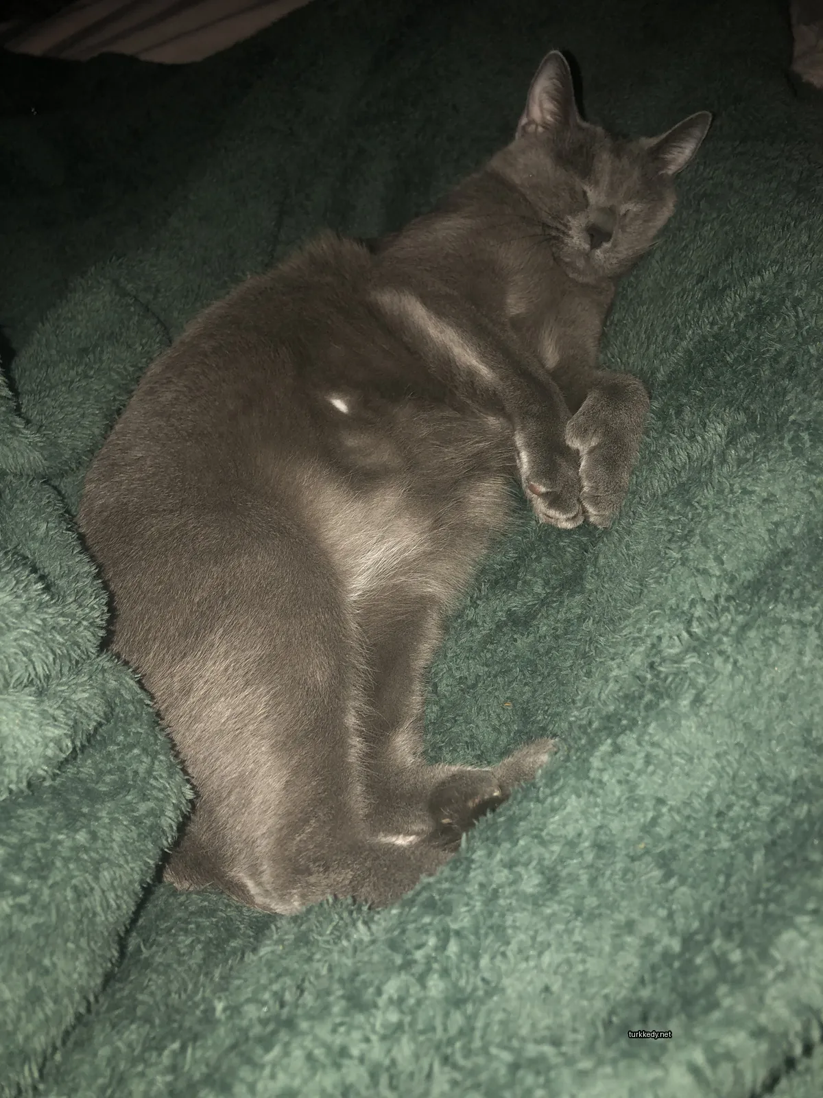 Gri bir kedi yeşil bir battaniyede yatıyor.