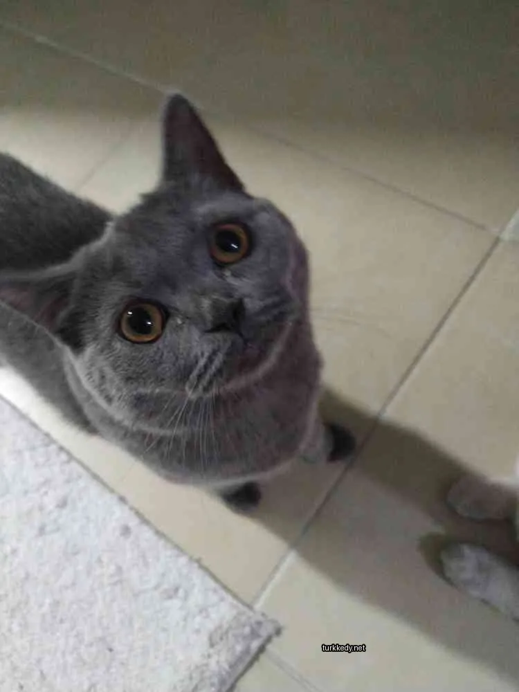 Gri bir kedi, sarı gözleri ve beyaz bir ayakla bir tuğla zeminde duruyor.