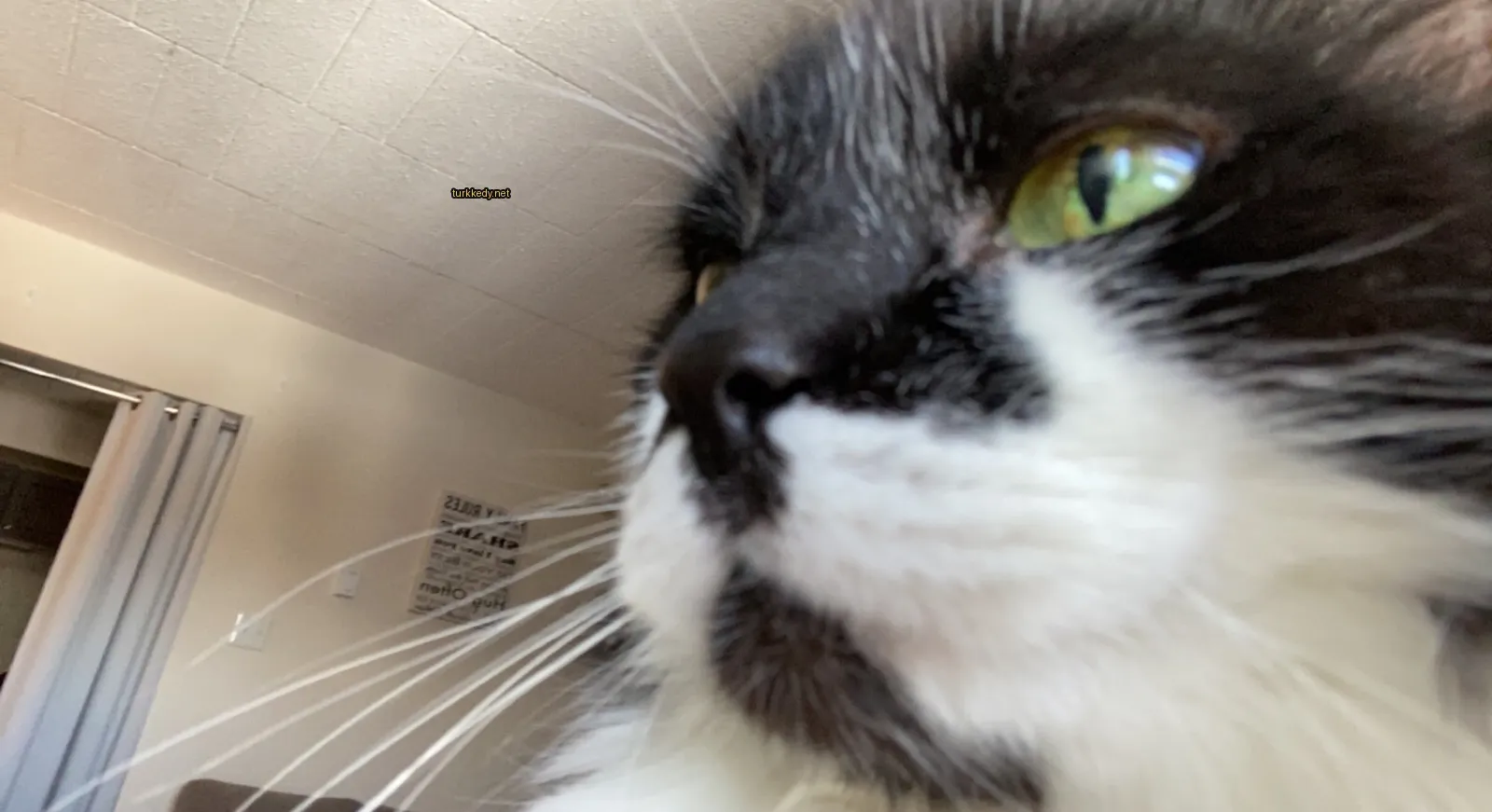 Siyah ve beyaz bir kedi, beyaz bir bıyığıyla kameraya bakıyor.