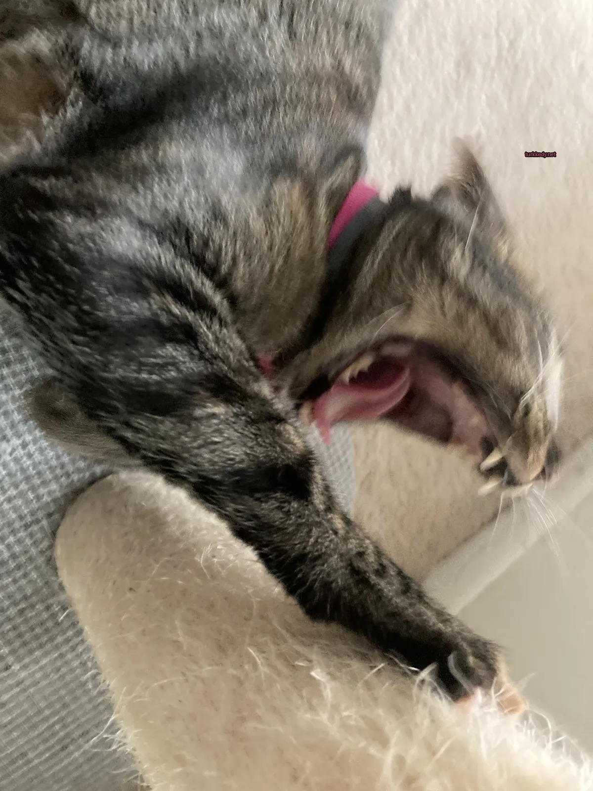 Siyah ve kahverengi bir kedi, pink bir kemerle donatılmış yatanında yorgun bir şekilde yutkunuyor.