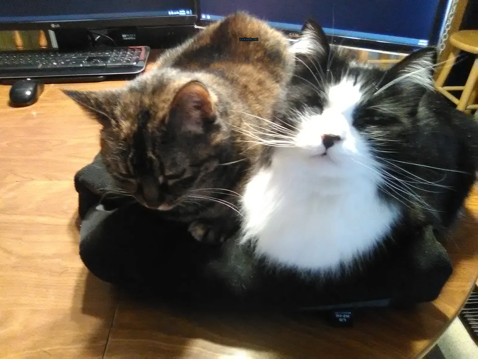 Siyah bir kedi siyah bir kumaş üzerinde yatıyor.