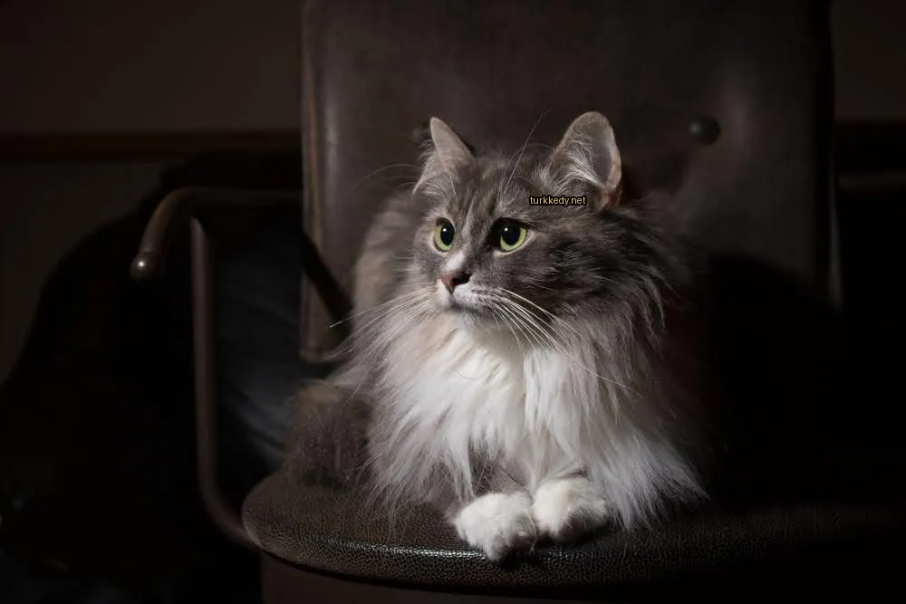Gri ve beyaz uzun tüylü bir kedi bir sandalyıkta oturuyor.