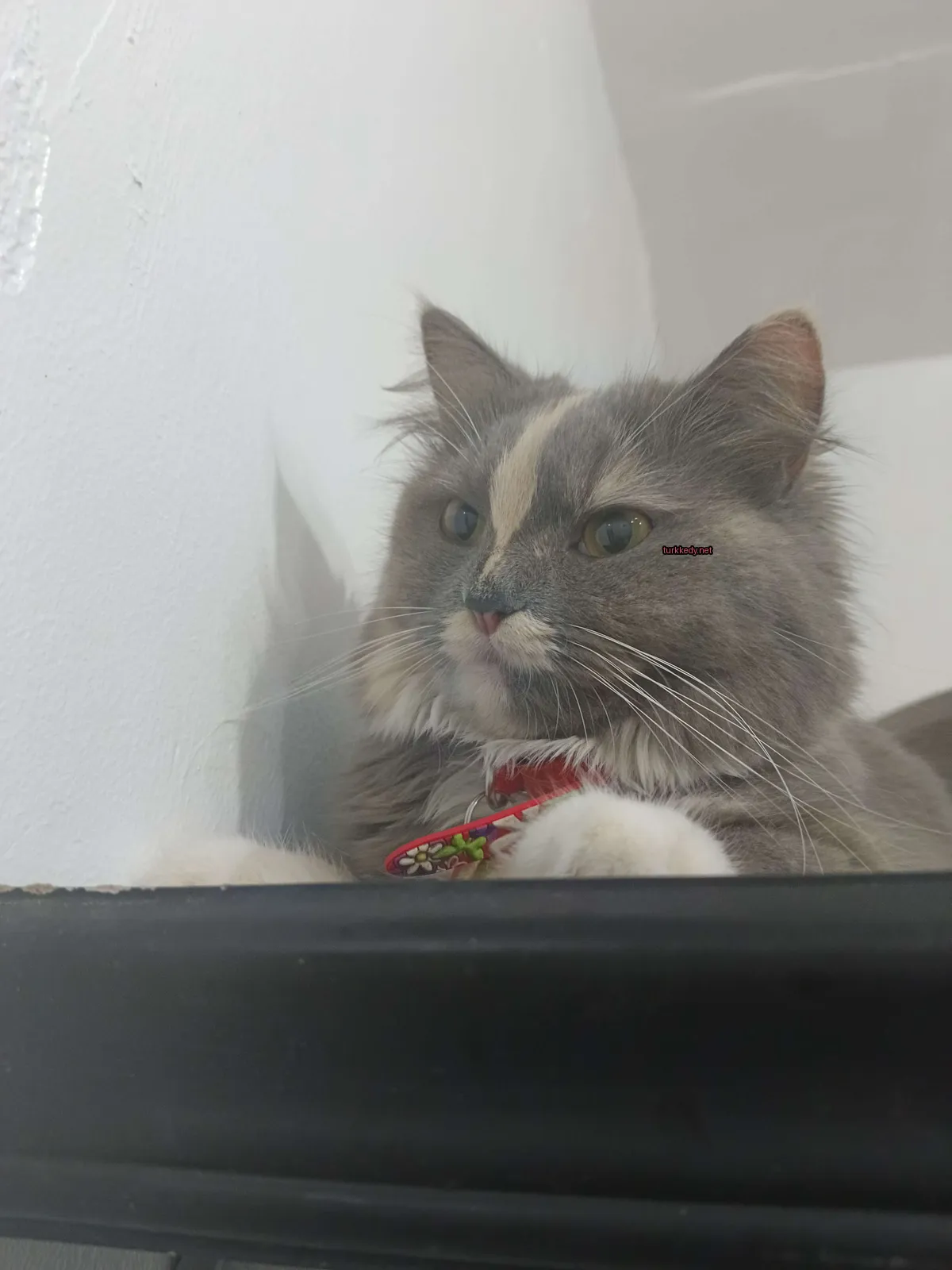 Gri ve beyaz bir kedi, kırmızı bir kemerle siyah bir yüzeye oturuyor.