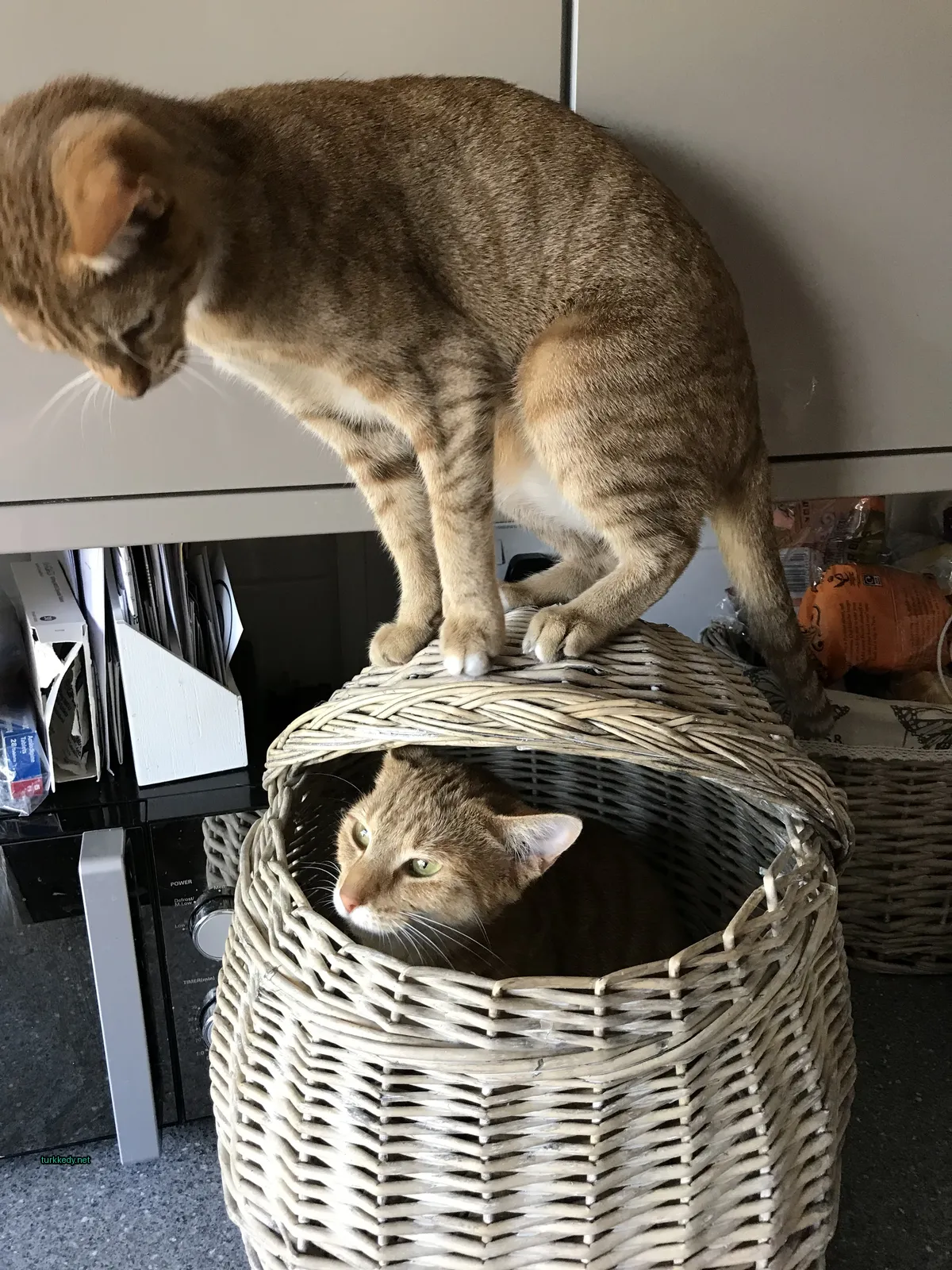 Bir kedi bir ahşap sepette oturuyor.