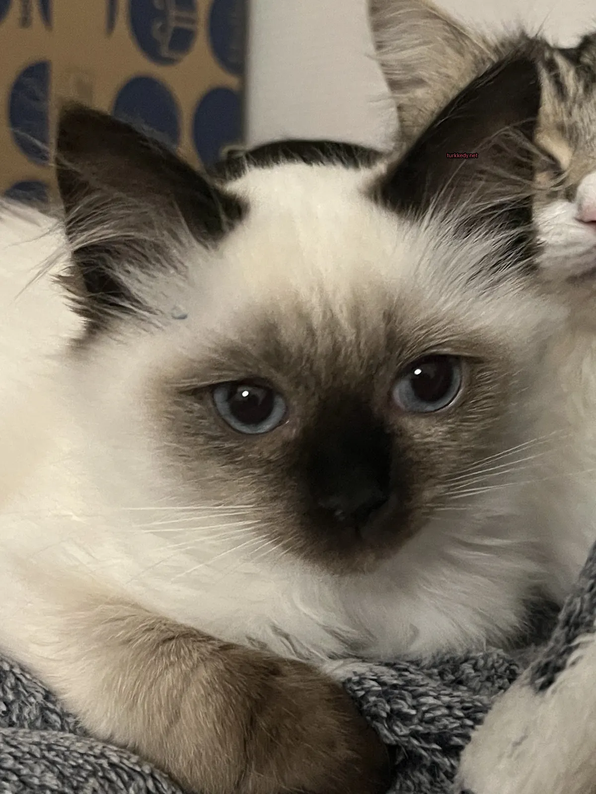 Beyaz ve siyah bir kedi mavi gözleri ile bir minderin üstünde yatıyor.
