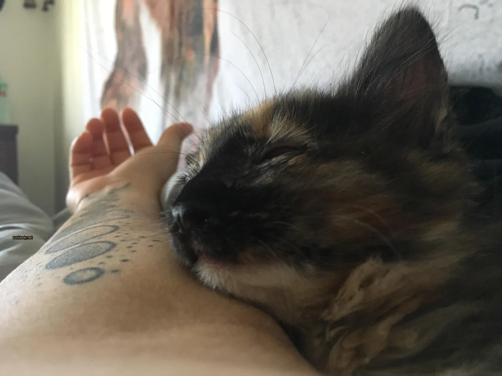 Bir kedi, bir kişinin kolunda uyuyor.