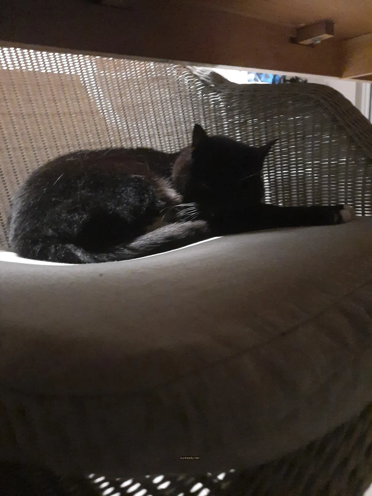 Siyah bir kedi bir sandalyede yatıyor.