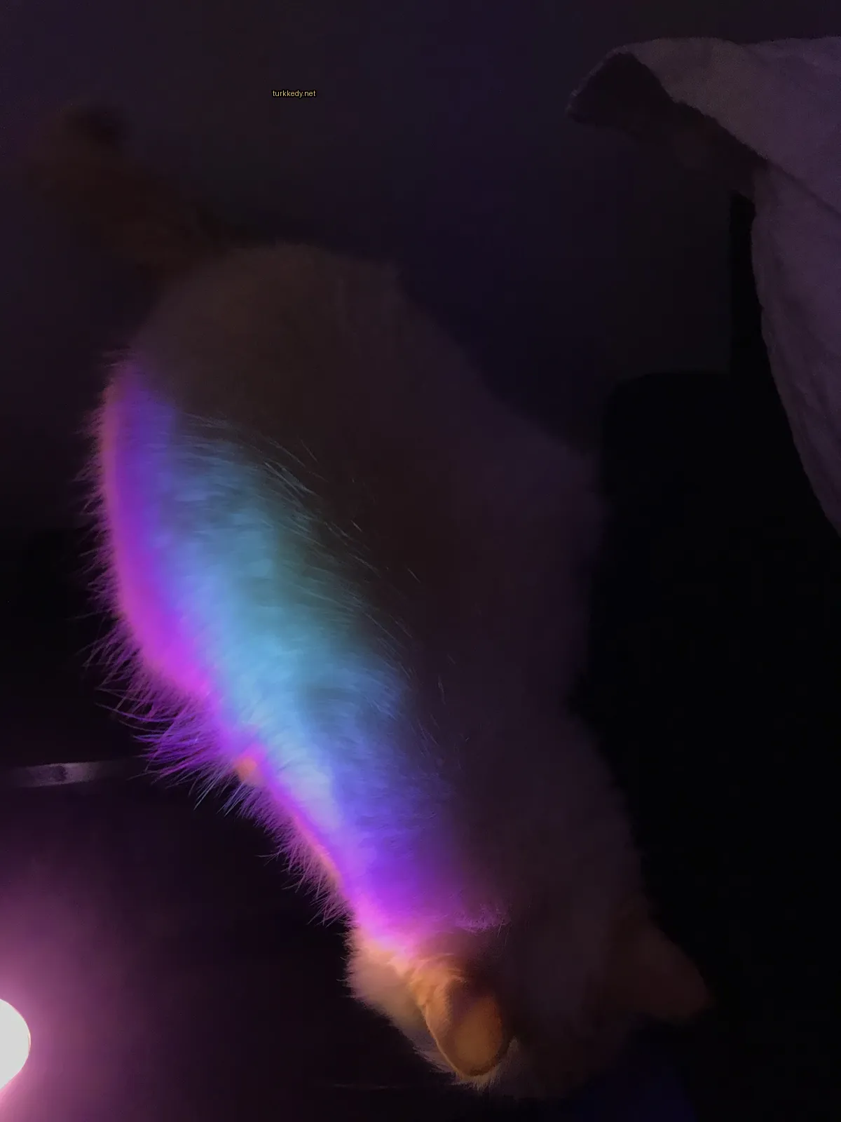 Beyaz bir kedi, bir rainbow kuyruğu ile siyah bir sofa üzerinde oturuyor.
