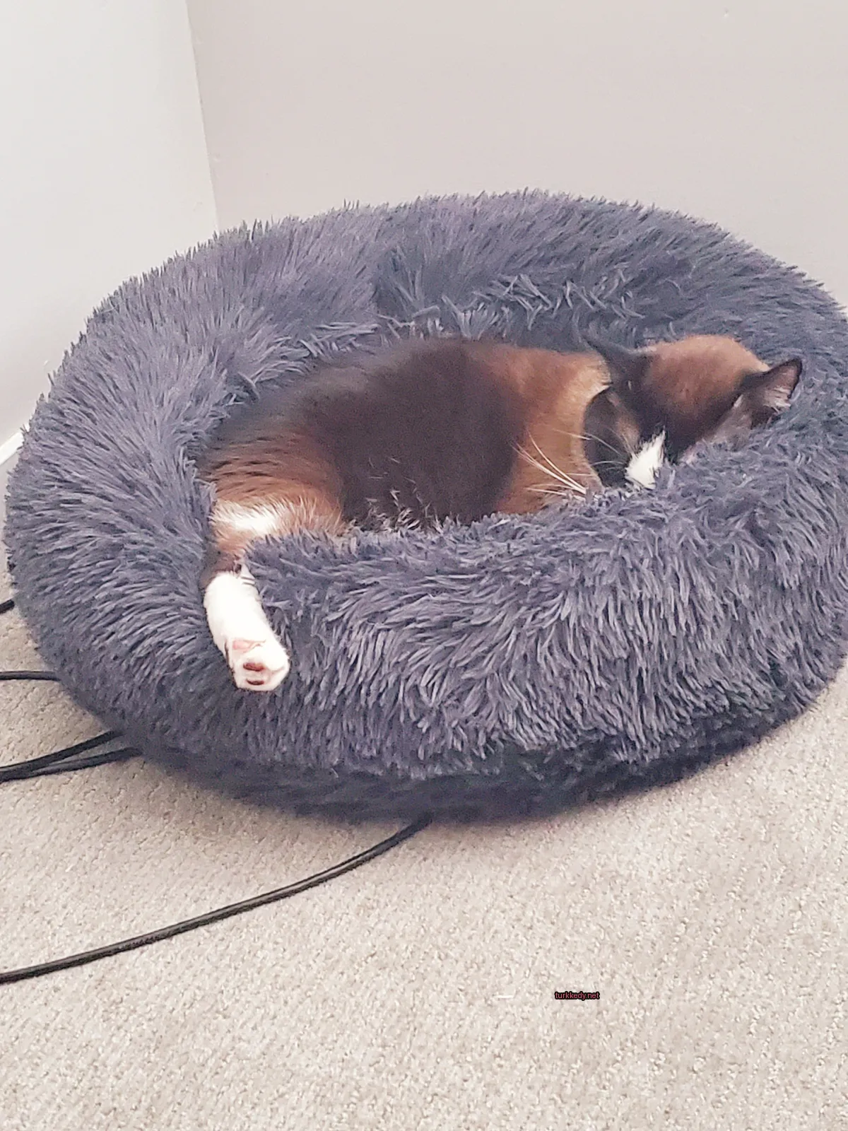 Siyah ve beyaz kedi mavi ve gri kedi yatağında uyuyor.