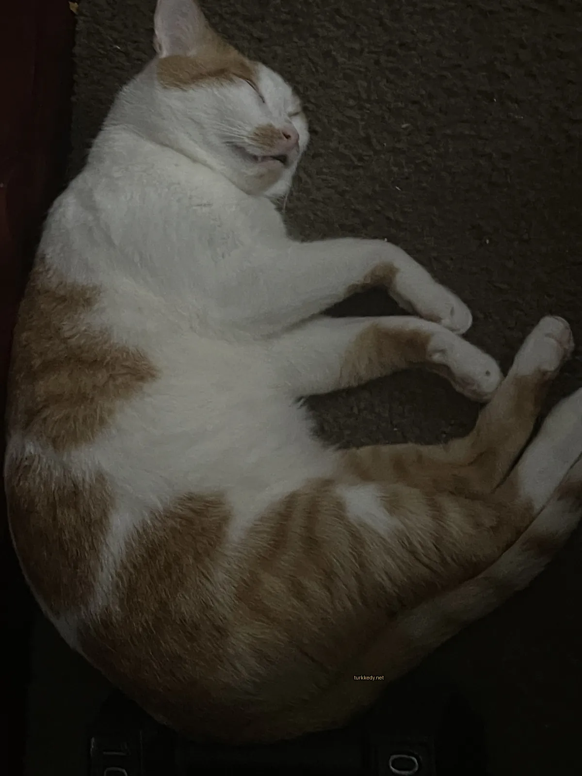 Beyaz ve turuncu bir kedi zemine yatıyor.