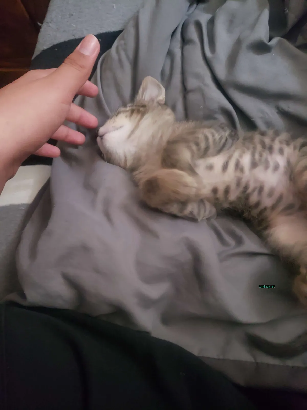 Gri ve beyaz bir püskürtüye sahip bir kedi yatakta yatıyor.