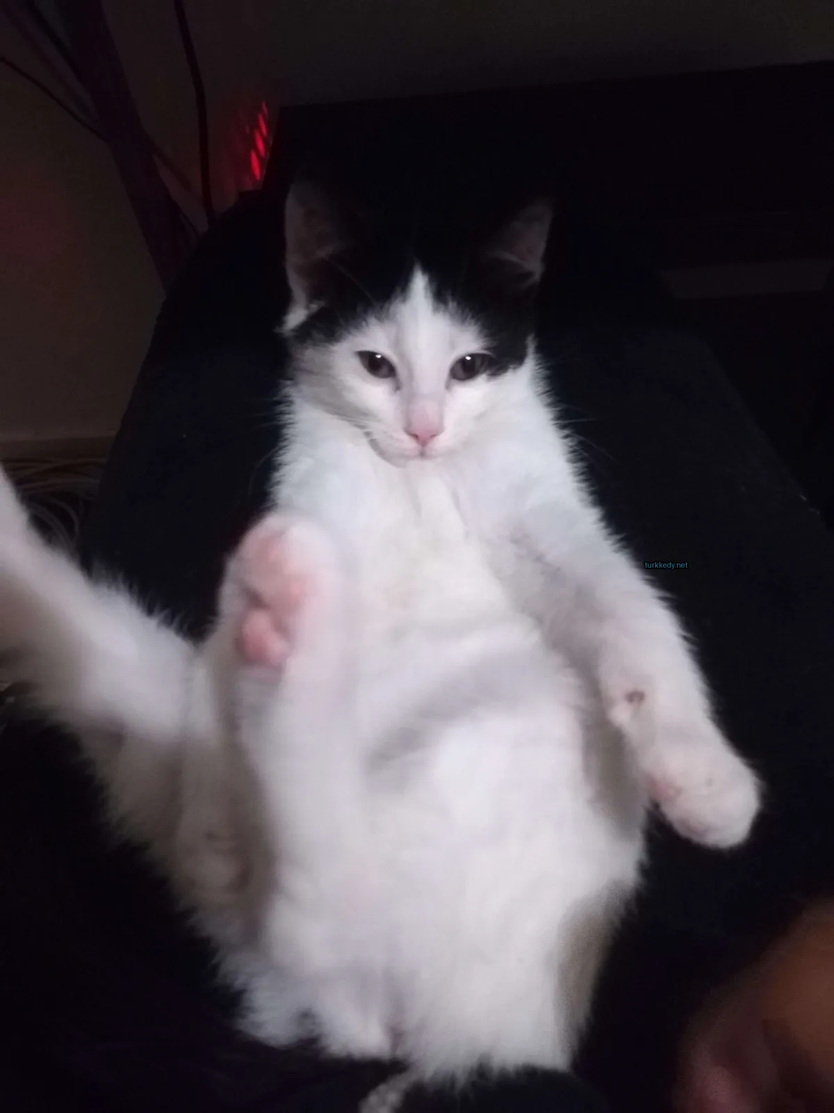 Beyaz ve siyah bir kedi bir sandalyede oturuyor.