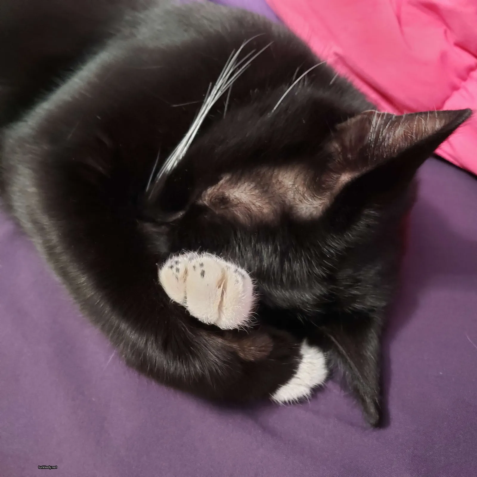 Siyah beyaz bir kedi mor bir bez üzerinde yatıyor.