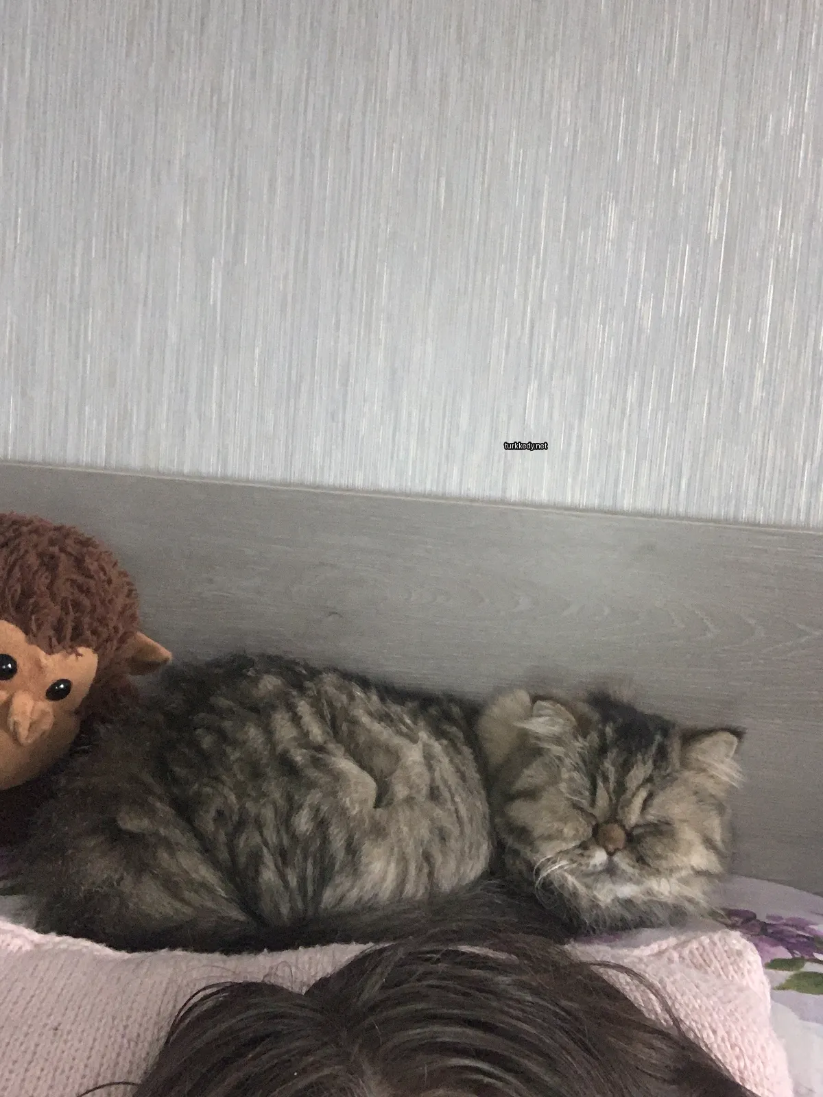 Bir gri ve beyaz kedi yatakta bir bez maymunun yanındadır.