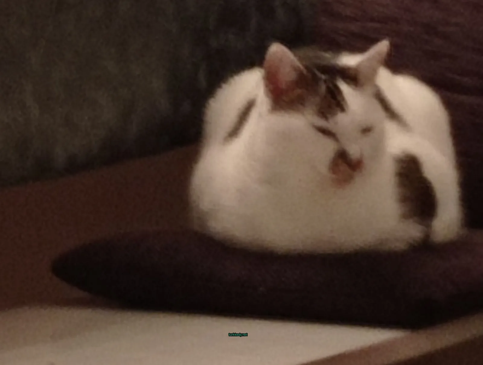 Beyaz bir kedi siyah şeritlerle bir minderin üzerinde oturuyor.