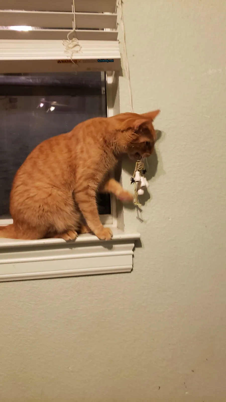 Büyük bir turuncu kedi pencere kenarında bir oyuncakla oynuyor.