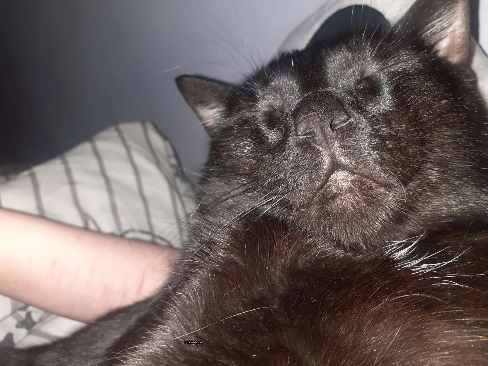 Siyah bir kedi beyaz bir çene ve tırnaklarla yatan bir yatakta yatıyor.