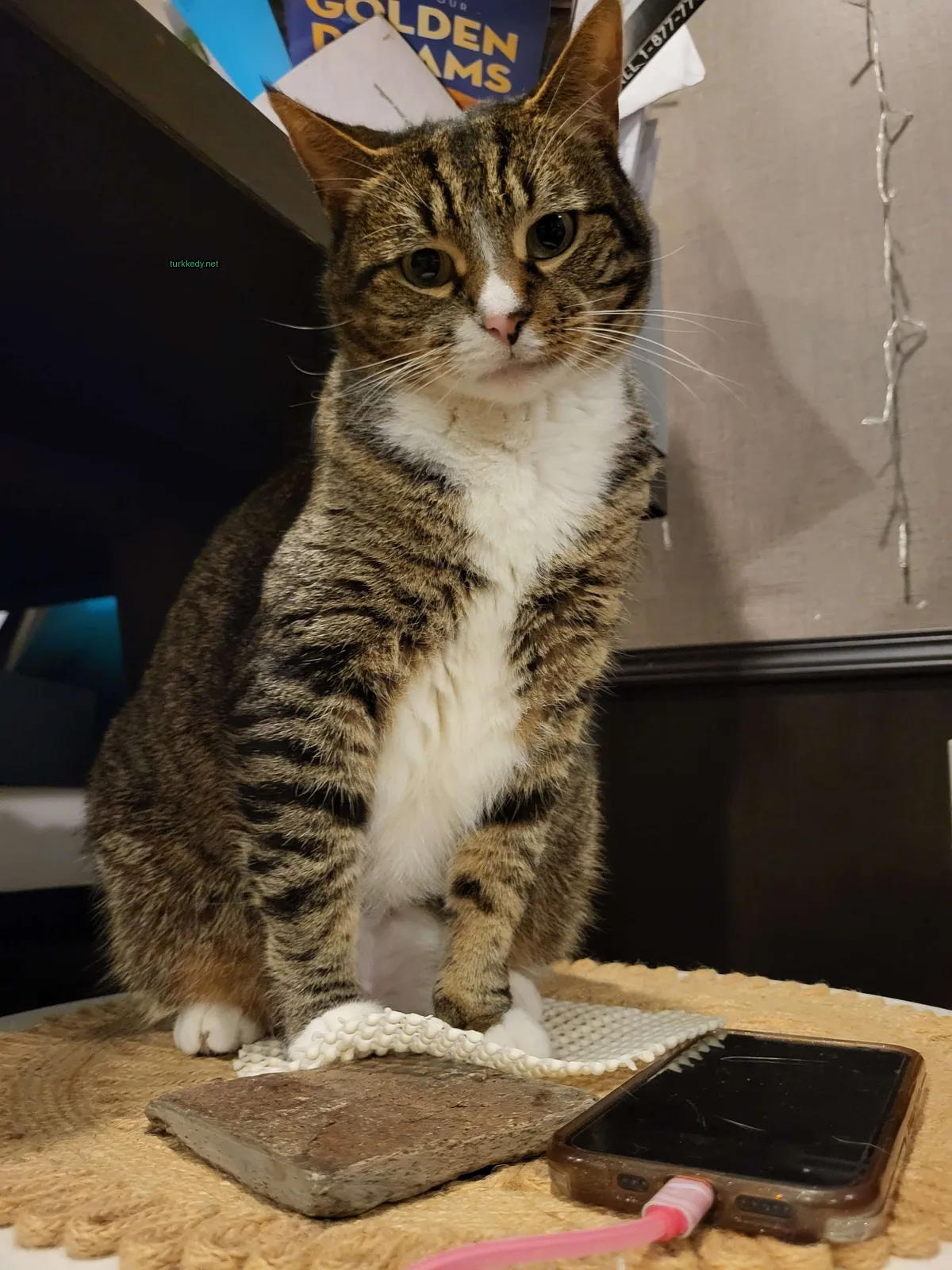 Beyaz bir halı üzerinde kahverengi ve beyaz bir kedi oturuyor.