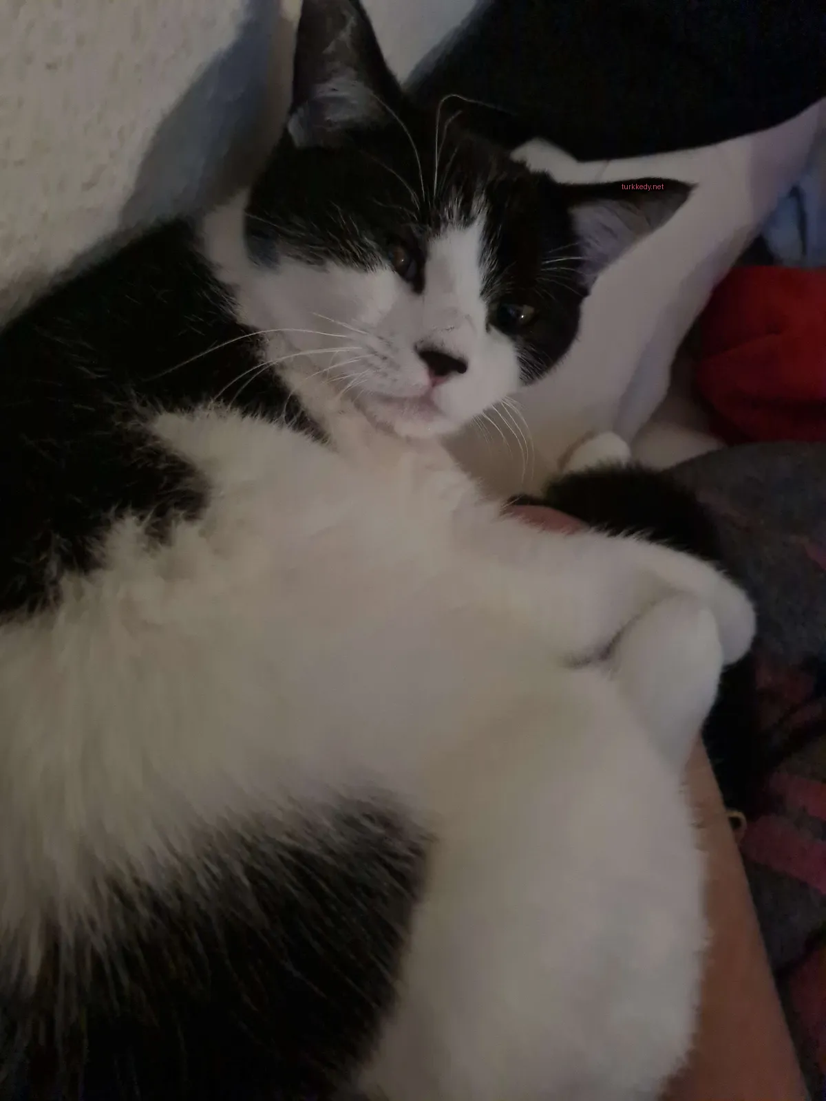 Siyah ve beyaz bir kedi bir kişinin bacakları üzerinde yatıyor.