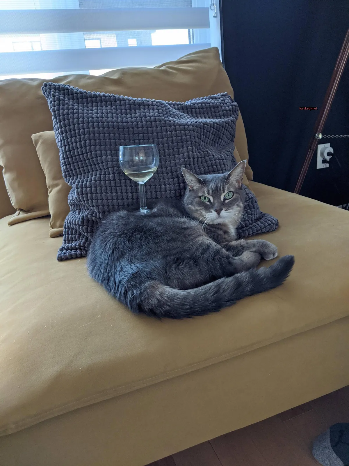 Gri ve beyaz bir kedi bir kadeh şarapla birlikte koltukta yatıyor.
