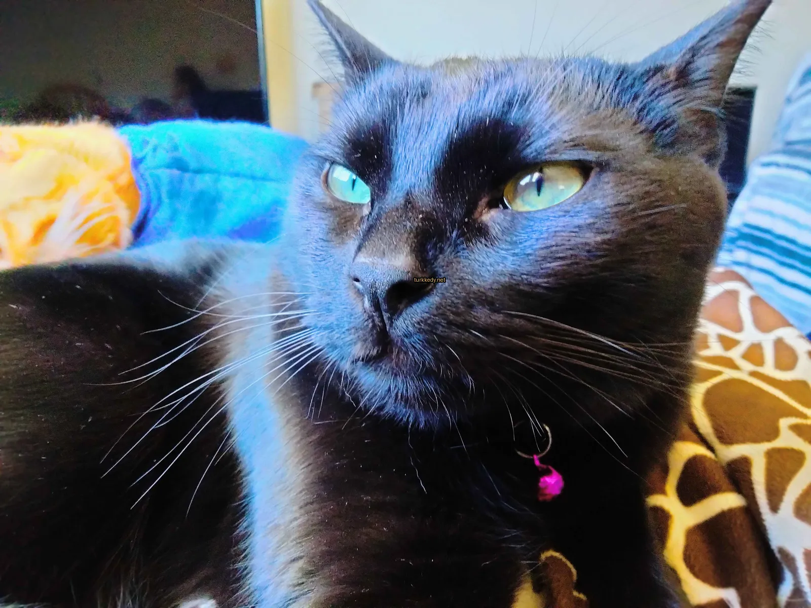 Siyah bir kedi mavi gözleriyle bir battaniğe uzanmış.