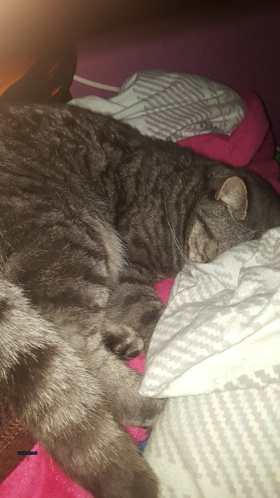 Gri ve beyaz bir kedi bir pembe bez üzerinde yatıyor.