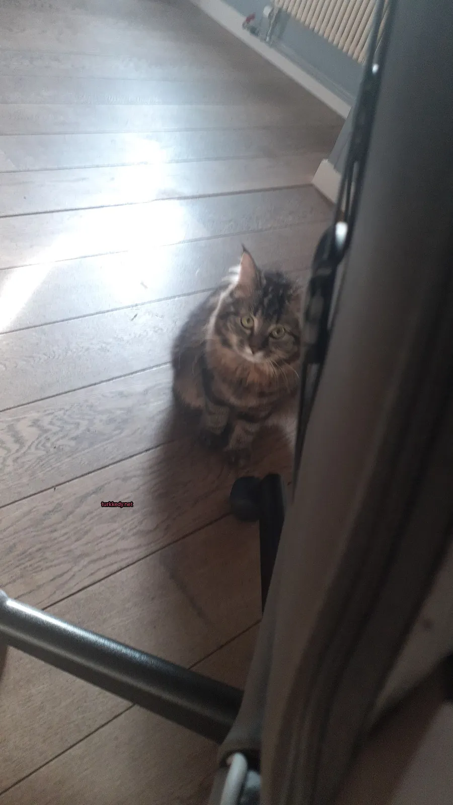 Kara ve siyah bir kedi ahşap zeminde oturuyor.