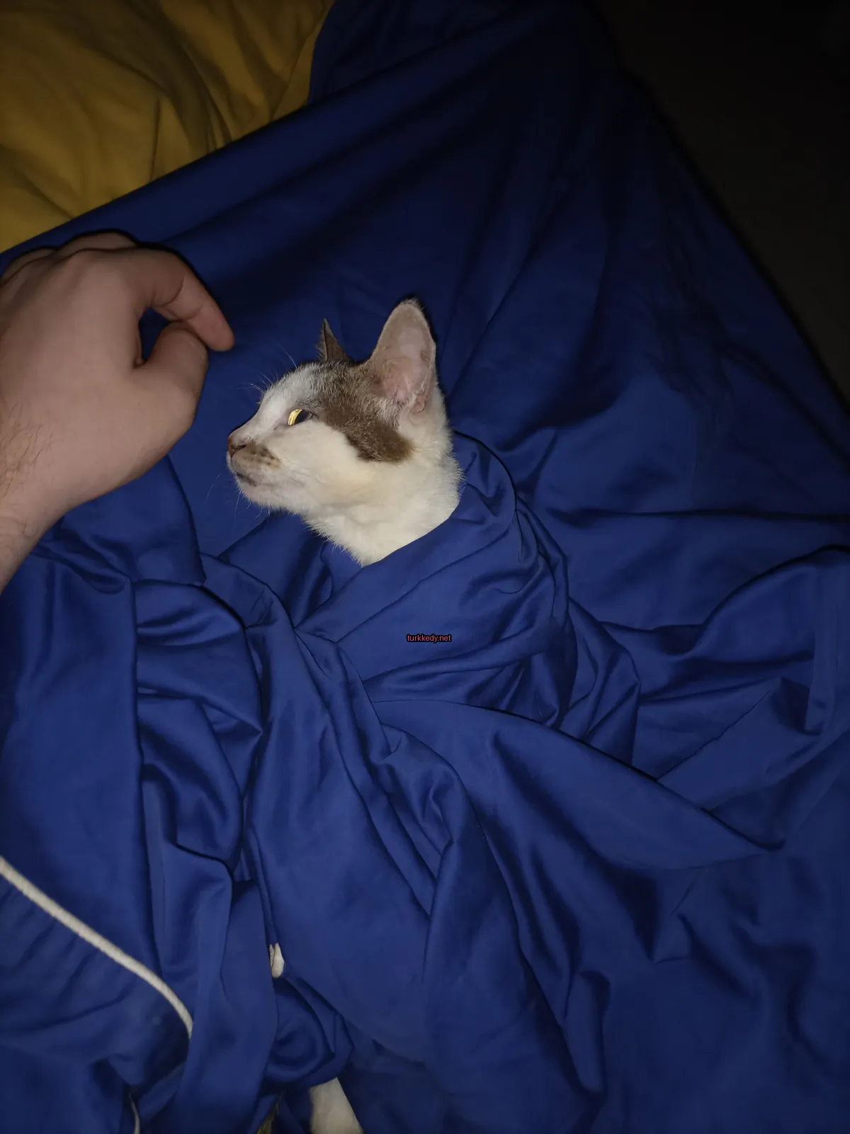 Beyaz ve kahverengi bir kedi bir kişi tarafından sarılmış ve okşanırken yastıkta yatıyor.