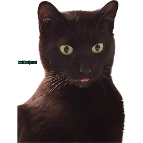 Siyah bir kedi, beyaz bir bıyığıyla kameraya bakıyor.