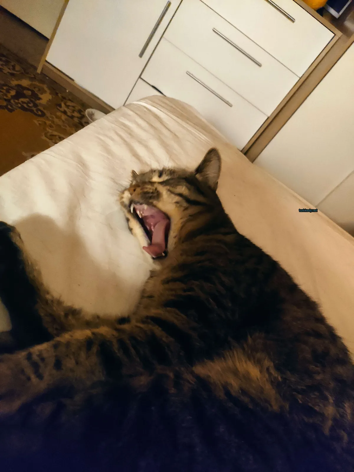 Siyah ve kahverengi şeritli bir kedi, ağzını açmış ve beyaz yatağın üzerinde ayakları yukarıda.