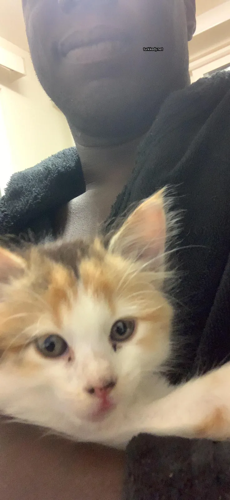 Beyaz ve turuncu tüylü küçük bir calico kedi bir insana tutuluyor.