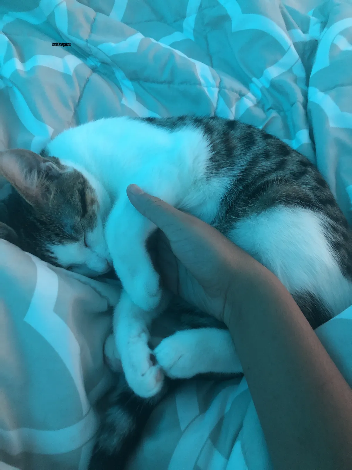 Beyaz ve siyah bir kedi yatağında uyuyor.