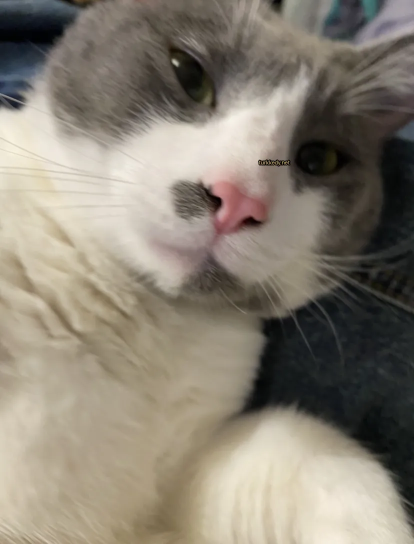 Beyaz ve gri bir kedi, mavi bir pantolonlu kol üzerinde yatarken pembe ve siyah burunları var.