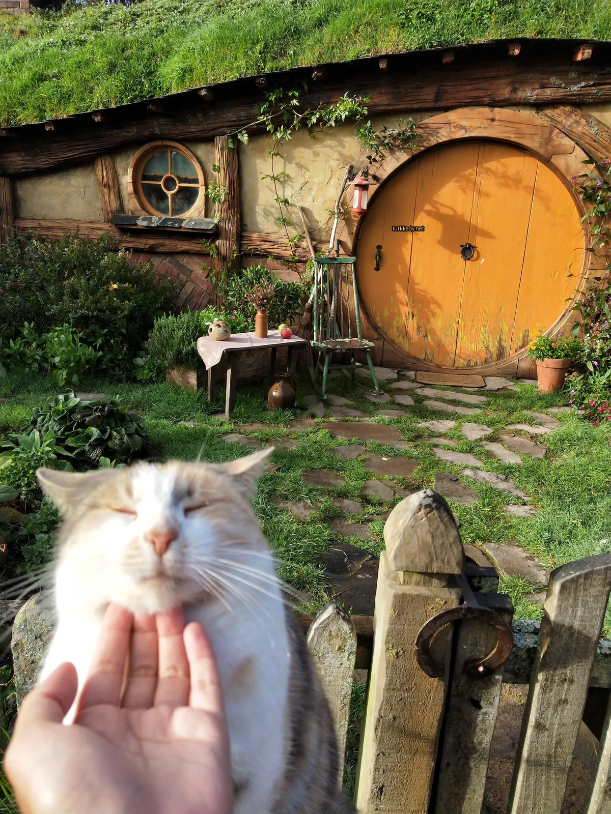 Beyaz yüzü ve kahverengi kulakları olan bir kedi, bir hobbit evinin önünde bir insana sarılmış.