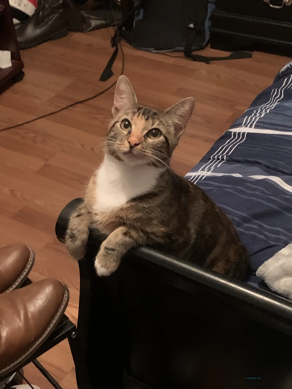 Siyah bir yatakta kahverengi ve beyaz bir kedi oturuyor.