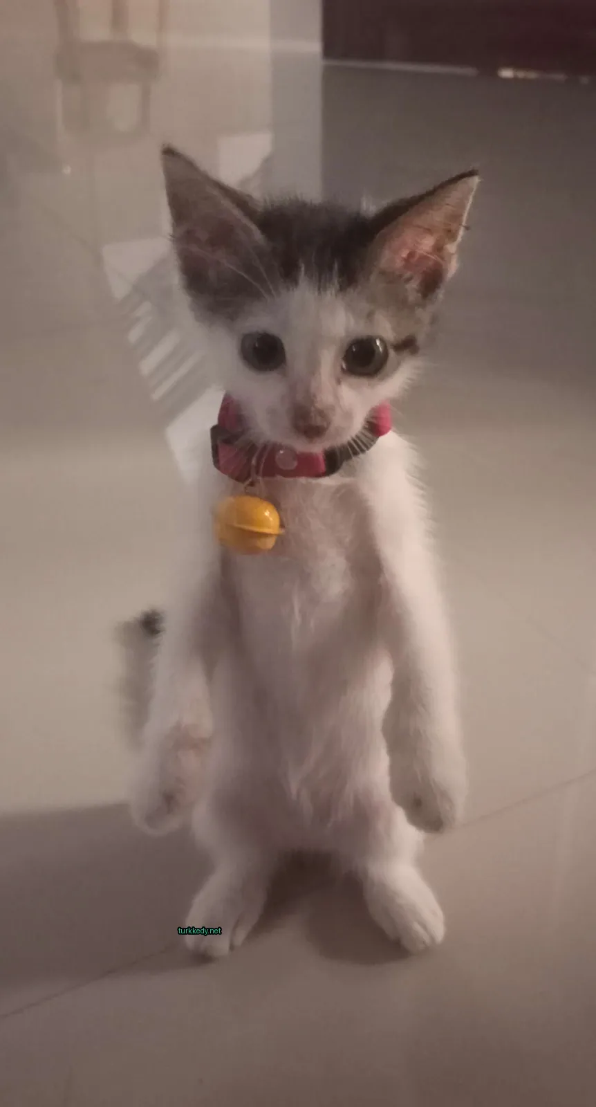 Beyaz ve siyah bir kedi, bir kolye takılmış, beyaz mermer zemin üzerinde duruyor.
