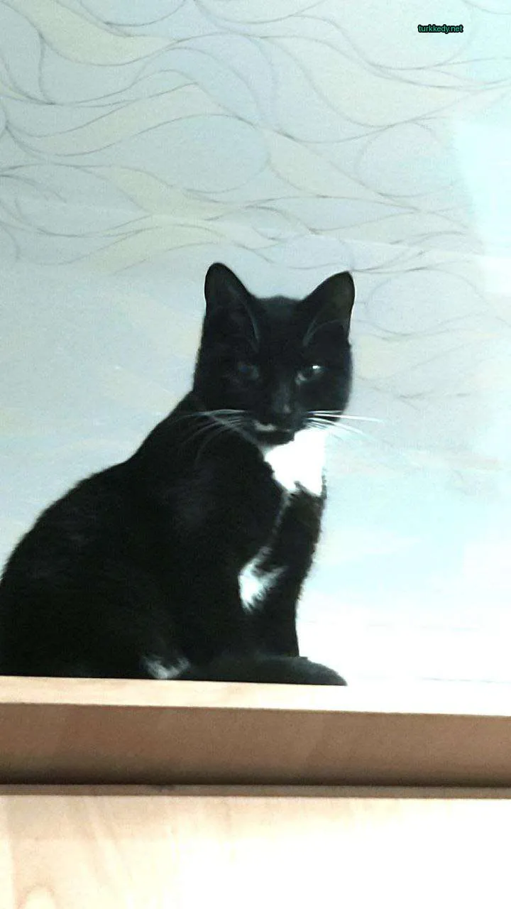 Beyaz ve siyah bir kedi bir kaya üzerinde oturuyor.