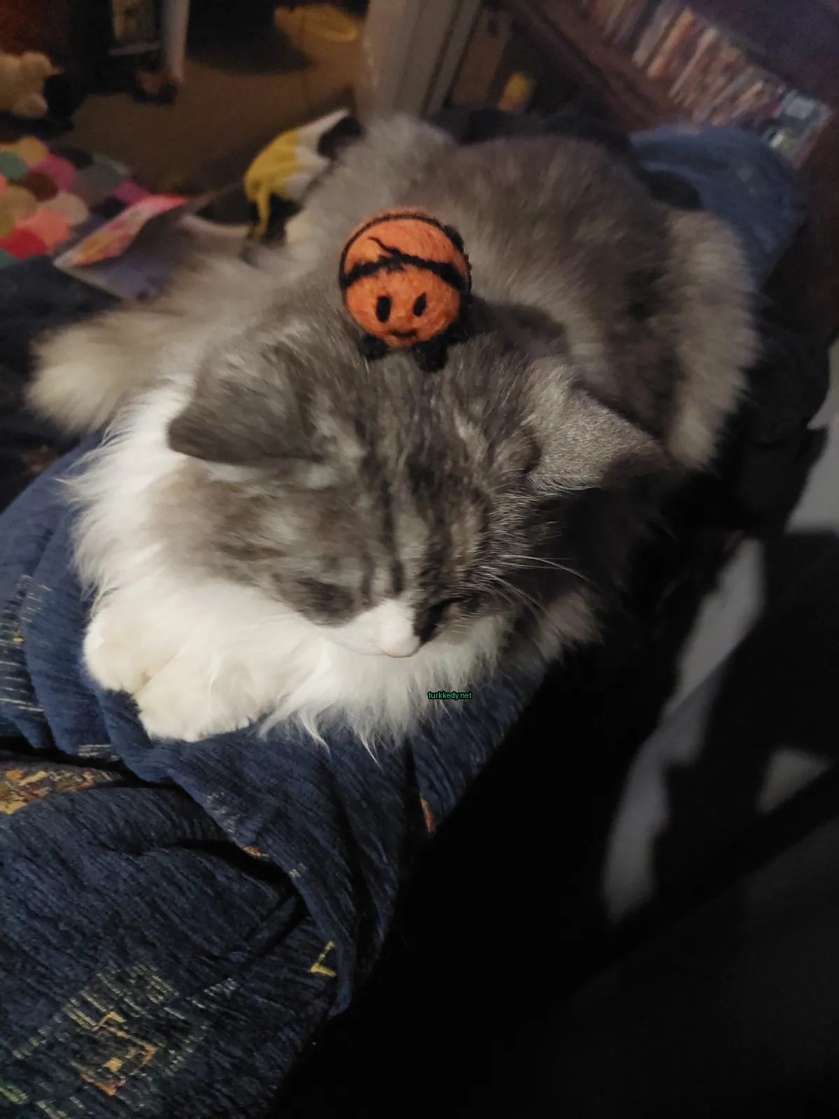 Gri ve beyaz bir kedi, siyah burunlu, bir oyuncakla başının üzerinde bir sofa üzerinde yatıyor.