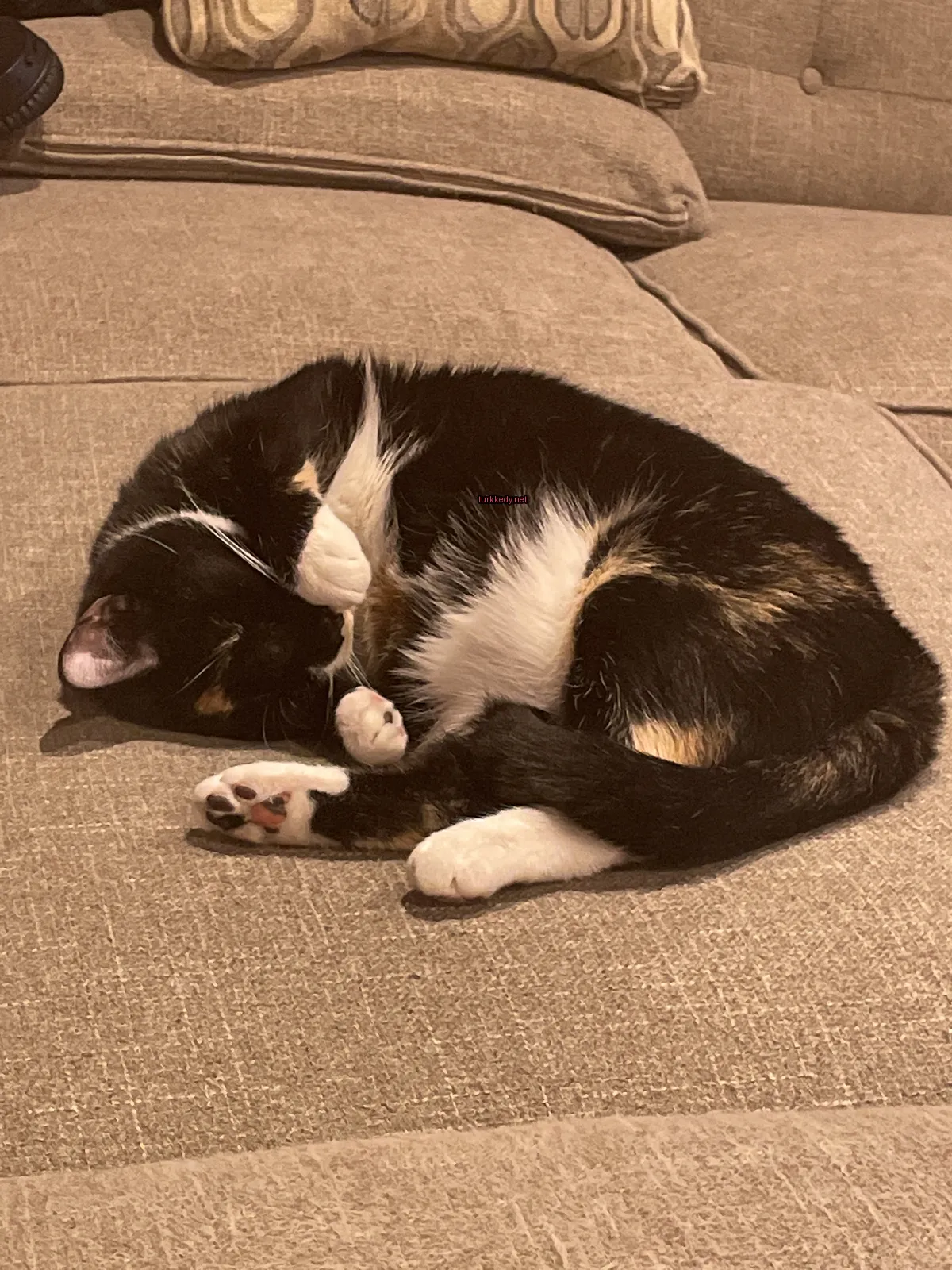 Siyah ve beyaz bir kedi bir sofa üzerinde yatıyor.