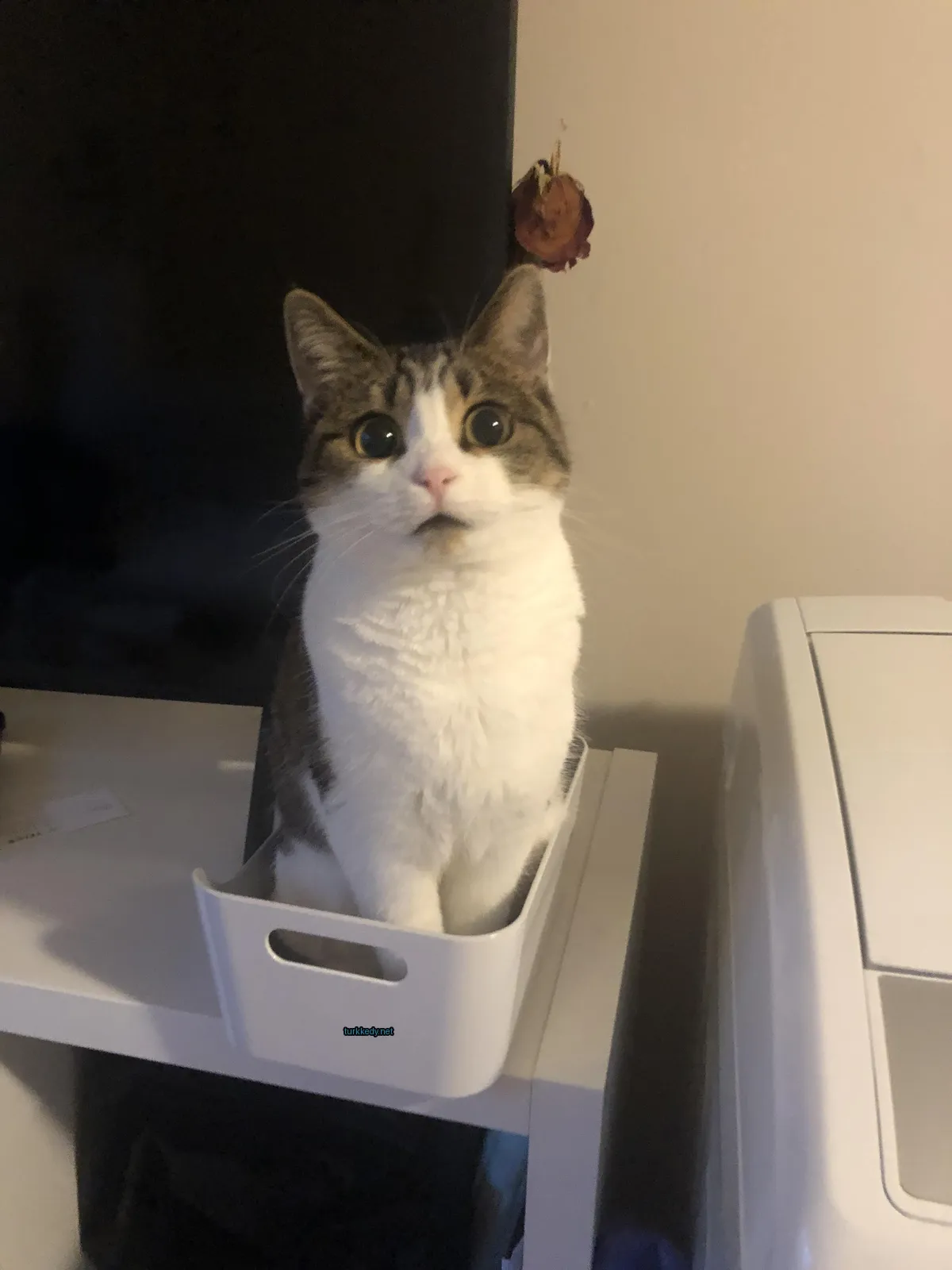 Beyaz ve kahverengi bir kedi beyaz bir kutuda oturuyor.