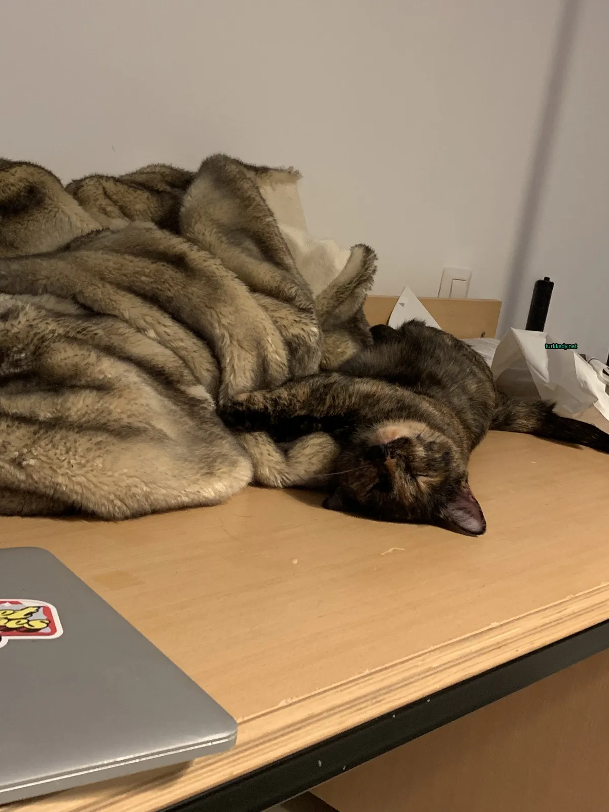 Kara ve siyah bir deri desenine sahip bir kedi masa üzerinde yatıyor.
