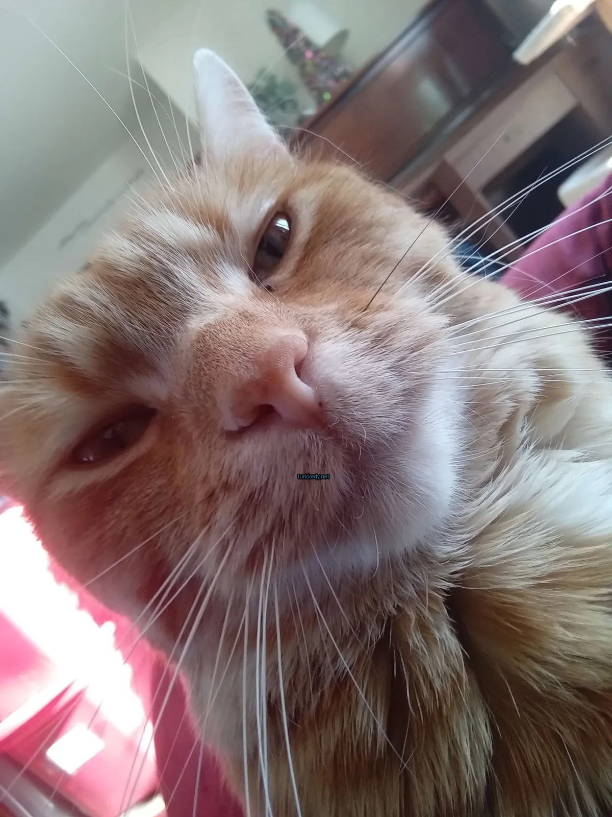 Koyu ve beyaz bir kedi yatakta yatıyor.