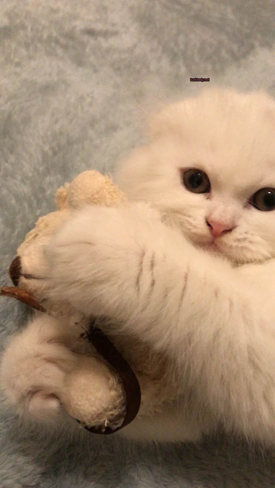 Beyaz bir kedi, kahverengi burunlu ve pembe gözlü, bir oyuncak tutuyor.