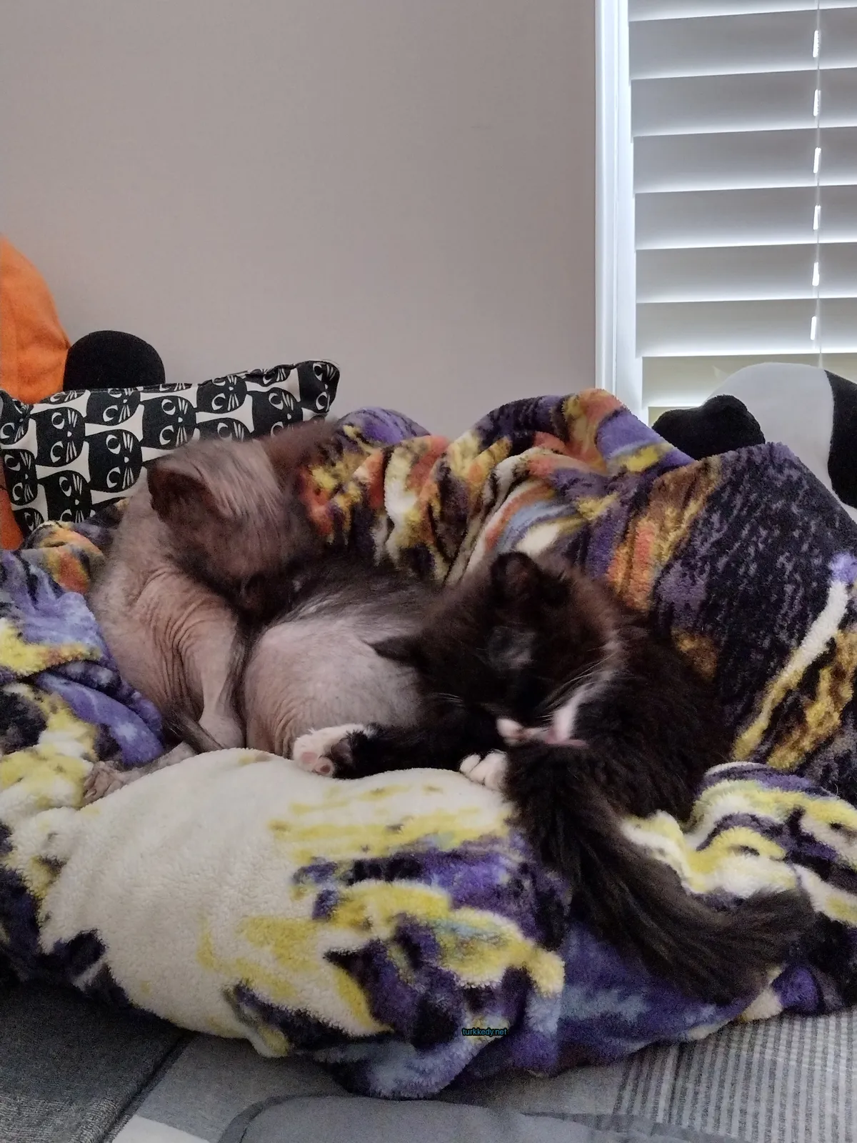 Siyah ve beyaz bir kedi bir bez üzerine diğer bir kedi ile yatıyor.