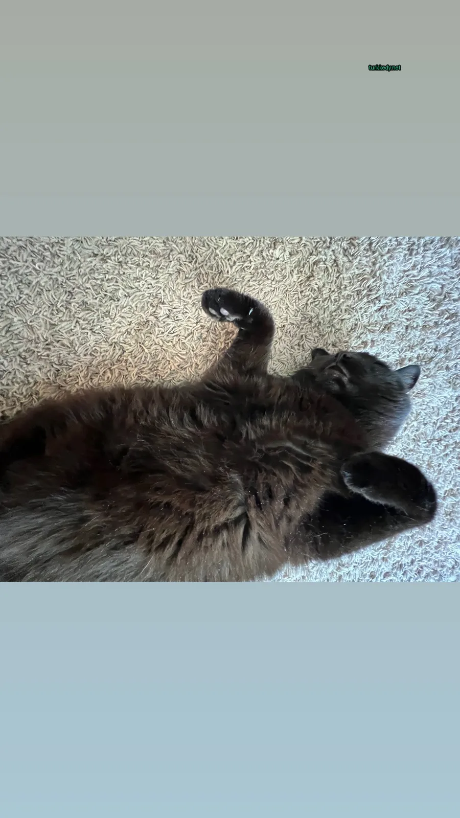 Siyah bir kedi bir kumaşın üzerinde yatıyor.