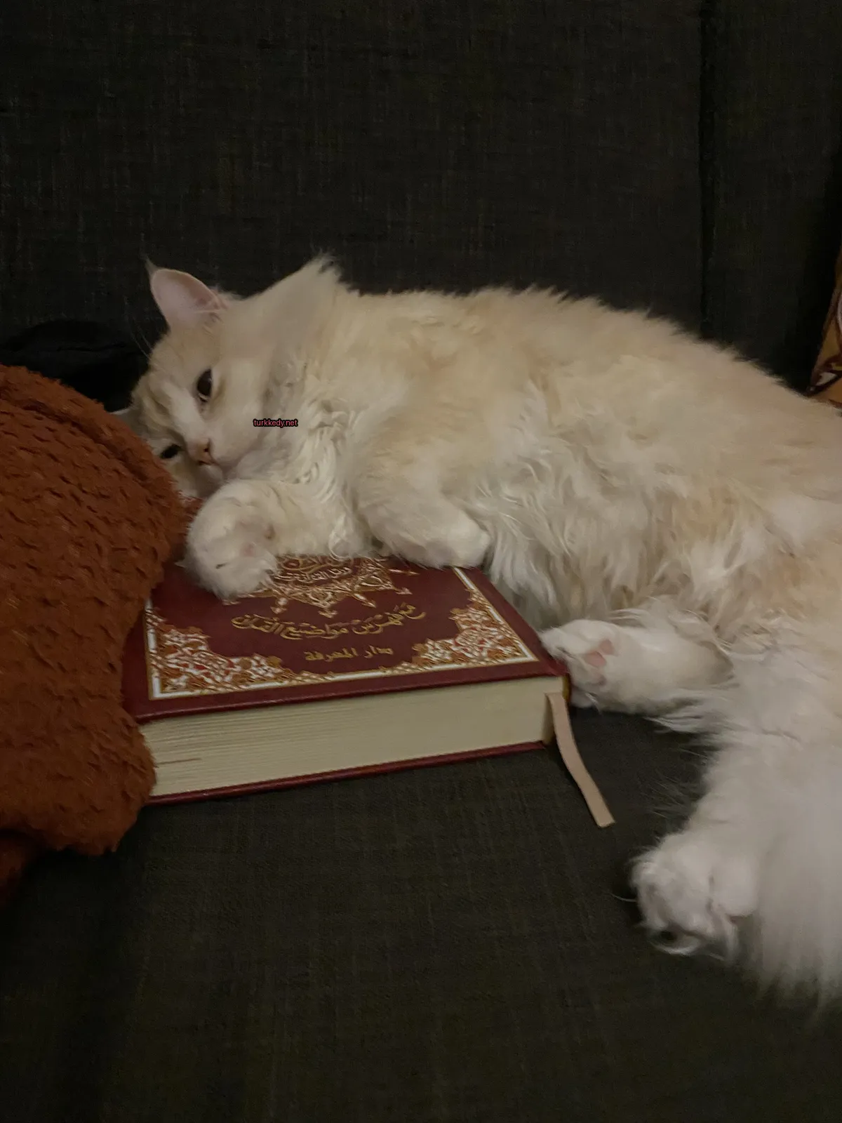 Beyaz bir kedi, bir kitap yanına alçak bir koltukta yatıyor.